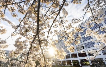 Fiori bianchi che circondano la facciata bianca di un edificio al tramonto. 
